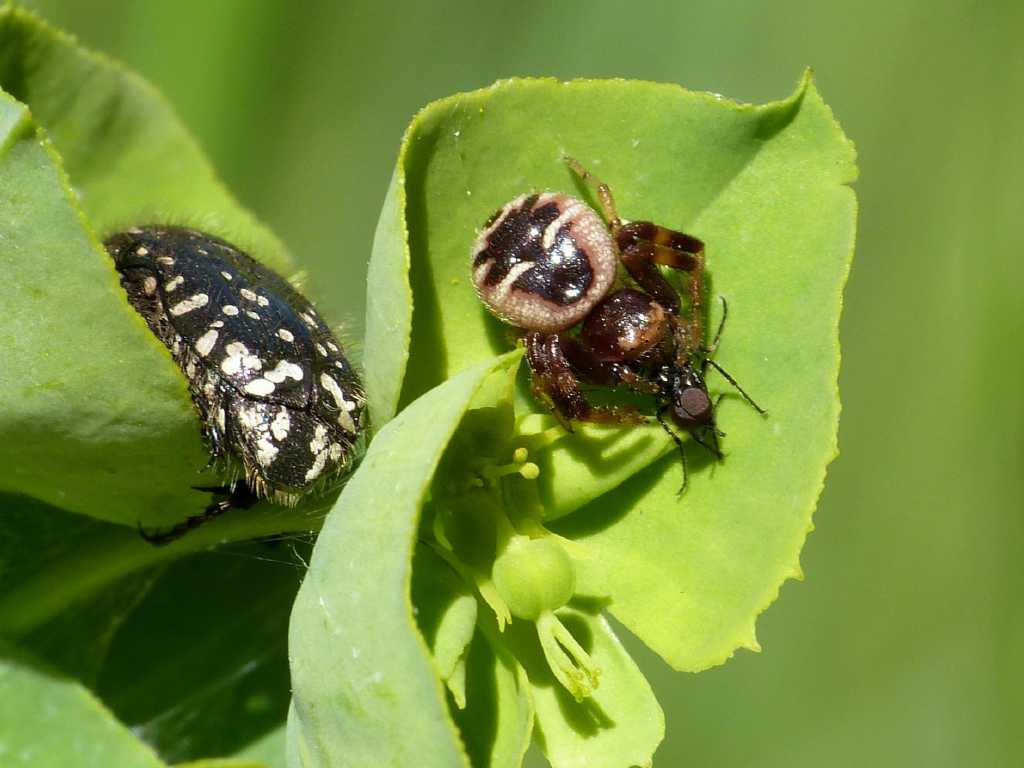 Festa di Bibionidae